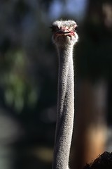 Image showing Ostrich