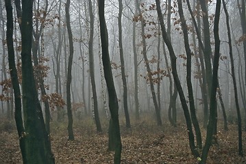 Image showing Autumn Forest