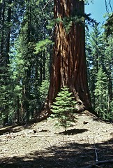 Image showing Sequoia