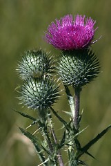 Image showing Thistles