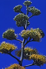 Image showing Desert Agave