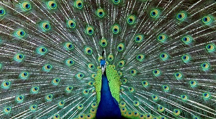 Image showing Peacock