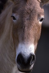 Image showing Przewalski Horse