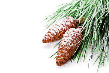Image showing fir tree branch with pinecones 