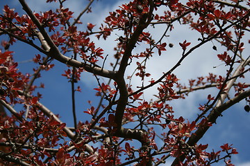 Image showing Red leaves