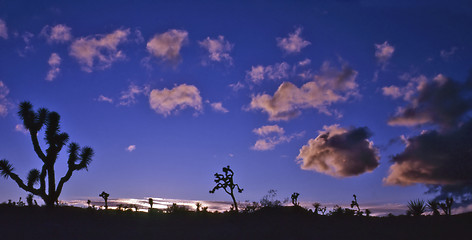 Image showing Joshua Tree National Park