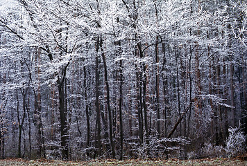 Image showing Winter Forest