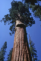 Image showing Sequoia Tree