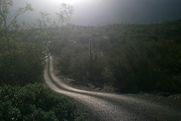 Image showing Saguaro National Park