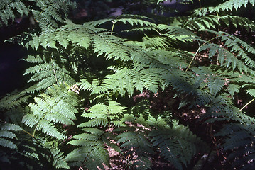 Image showing Fern