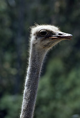 Image showing Ostrich 