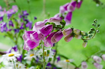 Image showing Bouquet of beautiful summer flowers, close-up  