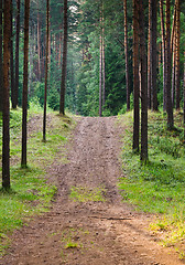 Image showing Road to a pine wood