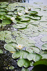 Image showing Water lilies flower in the pond  