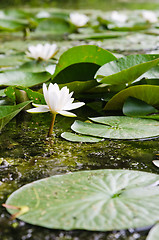 Image showing Water lilies flower in the pond  