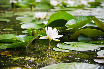 Image showing Water lilies flower in the pond  