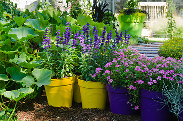 Image showing Beautiful flowers pots stand in the garden, close-up  