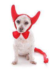 Image showing Bad Dog halloween devil costume