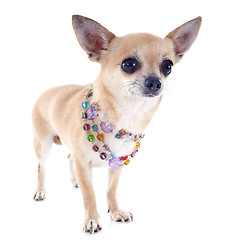 Image showing chihuahua and collar