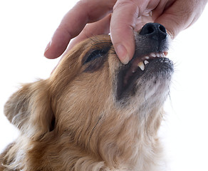 Image showing chihuahua' teeth