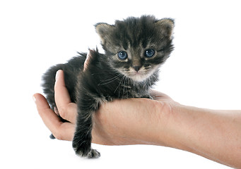 Image showing kitten in hand