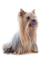 Image showing yorkshire terrier