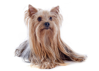 Image showing yorkshire terrier