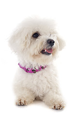 Image showing bichon frise