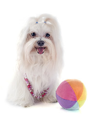 Image showing maltese dog