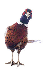 Image showing male pheasant