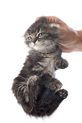 Image showing kitten in hand