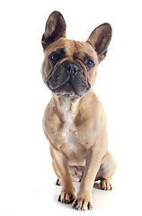 Image showing french bulldog 