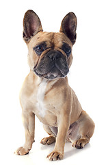 Image showing french bulldog 