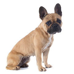 Image showing french bulldog 