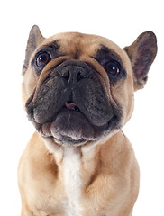 Image showing french bulldog 