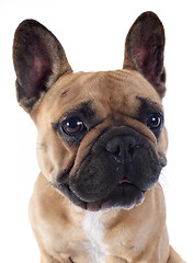 Image showing french bulldog 