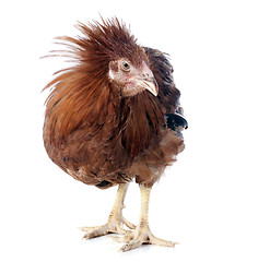 Image showing brown capon