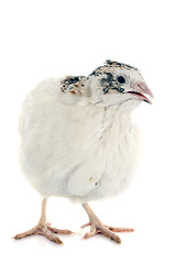 Image showing white quail