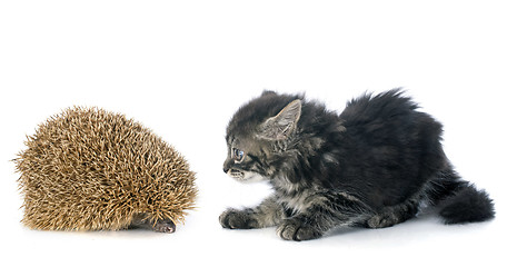 Image showing hedgehog and kitten