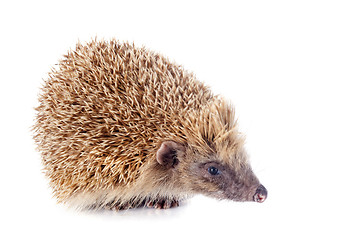Image showing hedgehog