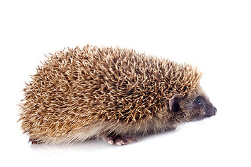 Image showing hedgehog