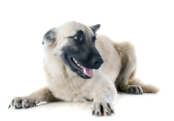 Image showing belgian shepherd tervueren