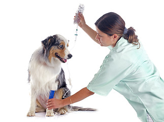 Image showing vet and dog