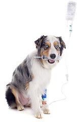 Image showing australian shepherd and drip