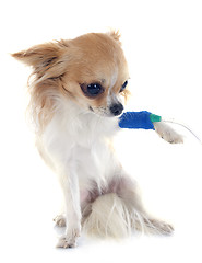 Image showing chihuahua and drip