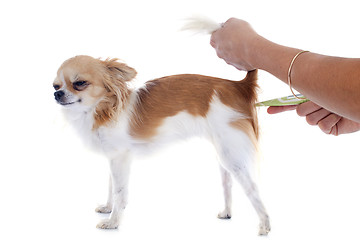 Image showing chihuahua and thermometer