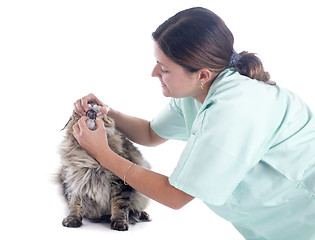 Image showing maine coon cat and vet