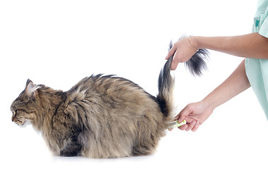 Image showing cat and thermometer