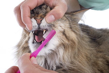 Image showing maine coon cat and toothbrush