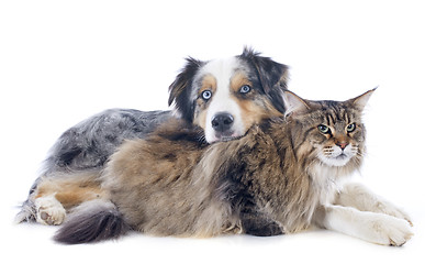 Image showing australian shepherd and maine coon